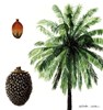 Tree and fruits Elaeis guineensis (African oil palm); illustration.