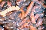 Cover for Anoplocephalidae