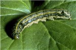Larva Larva of S. littoralis, showing light and dark longitudinal bands on sides of the body and dark spots on segments of the dorsal side.