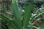 Leaf roll Banana leaves with rolls of larvae of E. thrax.