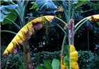 Collapsed leaves Fusarium oxysporum f.sp. cubense (Panama disease of banana); collapsed leaves hanging down pseudostem on banana cultivar Pisang Awak.