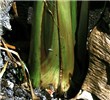 Basal splitting Fusarium oxysporum f.sp. cubense (Panama disease of banana); splitting of the base of the pseudostem of a 'Cavendish' cultivar.