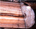 Vascular discoloration Fusarium oxysporum f.sp. cubense (Panama disease of banana); vascular discoloration inside the pseudostem of a 'Cavendish' cultivar.