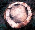 Vascular discoloration Fusarium oxysporum f.sp. cubense (Panama disease of banana); discoloration of vascular tissue in a rhizome.