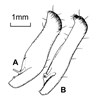Adult genitalia Helicoverpa armigera (cotton bollworm); interior surface of the right valva: A. Helicoverpa armigera. B. Helicoverpa assulta. Note mm scale bar.