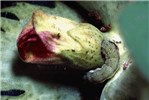 Larva on cotton flower Helicoverpa armigera (cotton bollworm); larva feeding at base of cotton flower.