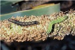 Larvae on pearl millet Helicoverpa armigera (cotton bollworm); larvae (two colour forms) on pearl millet.