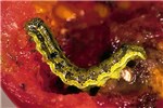 Larva on tomato Helicoverpa armigera (cotton bollworm); young tomatoes are invaded and fall, larger larvae may bore into older fruits.