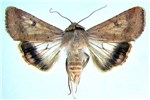 Adult Helicoverpa armigera (cotton bollworm); adult.