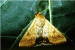 Adult Helicoverpa armigera (cotton bollworm); adult. wingspan 3.5-4 cm, 14-18 mm long; forewings with 7-8 blackish spots on the margin and a broad, irregular, transverse brown band. Hindwings pale-straw colour with a broad dark-brown border containing a paler patch, with yellowish margins.