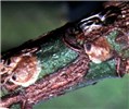 H. rapax