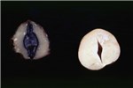 Symptoms on nut M. phaseolina concealed damage on nut.