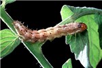 Larva Helicoverpa armigera (cotton bollworm); larva.