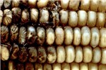 Ear rot of maize Kernels blacken following infection by M. phaseolina.