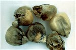 Diseased maize kernels M. phaseolina causes kernel rot of maize.