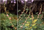 Plant and flowers M. invisa plant and flowers.