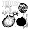 M. phaseolina - line drawing A, Vertical section of pycnidium; B, part of pycnidial wall and conidiophores; C, conidiophores and young conidia; D, conidia; E, sclerotium; F, section of sclerotium. CMI Descriptions of Pathogenic Fungi and Bacteria No. 275. CAB International, Wallingford, UK.