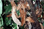 Infected cocoa leaves M. crinis-equi forms a network of black mycelial hair-like strands on leaves and branches.