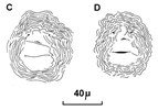 Cuticular patterns Meloidogyne incognita (root-knot nematode); posterior cuticular patterns of females. (reproduced from Orton Williams KJ, 1973. CIH Descriptions of Plant-Parasitic Nematodes. Set 2, No.18. Wallingford, UK: CAB International.)