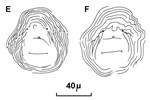 Cuticular patterns Meloidogyne incognita (root-knot nematode); posterior cuticular patterns of females. (reproduced from Orton Williams KJ, 1973. CIH Descriptions of Plant-Parasitic Nematodes. Set 2, No.18. Wallingford, UK: CAB International.)