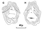 Cuticular patterns Meloidogyne incognita (root-knot nematode); posterior cuticular patterns of females. (reproduced from Orton Williams KJ, 1973. CIH Descriptions of Plant-Parasitic Nematodes. Set 2, No.18. Wallingford, UK: CAB International.)