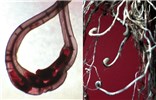 Females and symptoms on roots Left: Female nematodes and eggs inside rice root gall.
Right: Characteristic hooked, root tip galls on rice.