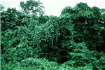 Invasive growth M. peltata infesting forest on the Solomon Islands.
