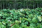 Growth habit M. peltata, flowering.