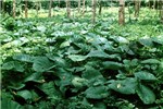 Invasive growth M. peltata in forestry plantation.