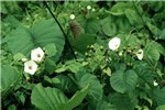 Leaves and flowers Flowering M. peltata.