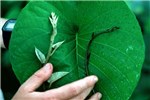 Leaf size M. peltata, showing leaf size, Solomon Is.