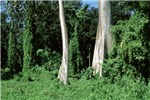 Invasive habit Mikania micrantha (bitter vine); habit, invading forest in India.