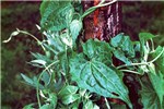 Habit Mikania micrantha (bitter vine); climbing shoots. Bhutan.