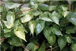 Leaves Mikania micrantha (bitter vine); leaves simple, opposite, glabrous, thin, broadly ovate, shallowly or coarsely toothed, triangular or ovate, tip acuminate, blade 4-13 x 2-9 cm.