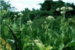Habit Mikania micrantha (bitter vine); habit. A vigorous, fast-growing, perennial, creeping or twining plant with numerous cordate leaves, and numerous large, loose heads of white or cream-coloured flowers that produce many seeds.