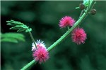 Flowers M. invisa flowers.