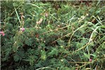 Growth habit M. invisa - creeping sensitive plant.