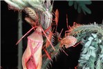 Natural enemy - Scamurius sp.|On M. invisa Scamurius sp. adult and nymphs on M. invisa.|Scamurius sp. on Mimosa invisa.