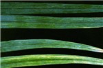 Symptoms on leaves Leaves of garlic (Allium sativum) cv. 'Shani' (top) and Elephant Garlic (A. ampeloprasum) (bottom) exhibiting symptoms of OYDV infection. Foliar symptoms include mosaic, striping and curling.