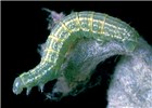 Larva Winter moth larva (2.5 mm long) on apple.