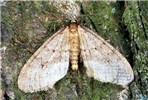 Adult male Winter moth adult male (wingspan 22-28 mm).