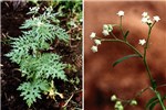 Whole plant and inflorescence P. hysterophorus plant and flowers.