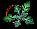 Rosette stage Parthenium weed: rosette stage.