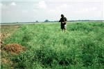Crop infestation by P. hysterophorus Parthenium weed: mature flowering stage infesting crops along the Ganges, India.