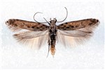 Adult Phthorimaea operculella (potato tuber moth); adults are small elongate Gelechiid moths, measuring about 1cm in length when at rest, coloured pale brown with darker marbling. Wingspan 15-17 mm. Museum set specimen.