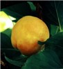 Symptoms on apricot fruit Symptoms of plum pox virus infection on apricot visible as fruit deformation and as discoloured and depressed rings and lines.