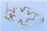 Adult Pseudococcus calceolariae (scarlet mealybug); stained slide preparation of an adult. Live adults are covered in white wax.