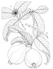 Line drawing of plant P. guajava: 1, flowering branch; 2, fruiting branch.
Reproduced from the series 'Plant Resources of South-East Asia', by kind permission of the PROSEA Foundation, Bogor, Indonesia.