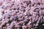 Colony Rhopalosiphum maidis (green corn aphid); colony.