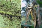 Colony and symptoms Rhopalosiphum maidis (green corn aphid); colony on maize leaf (left); symptoms on maize (right).